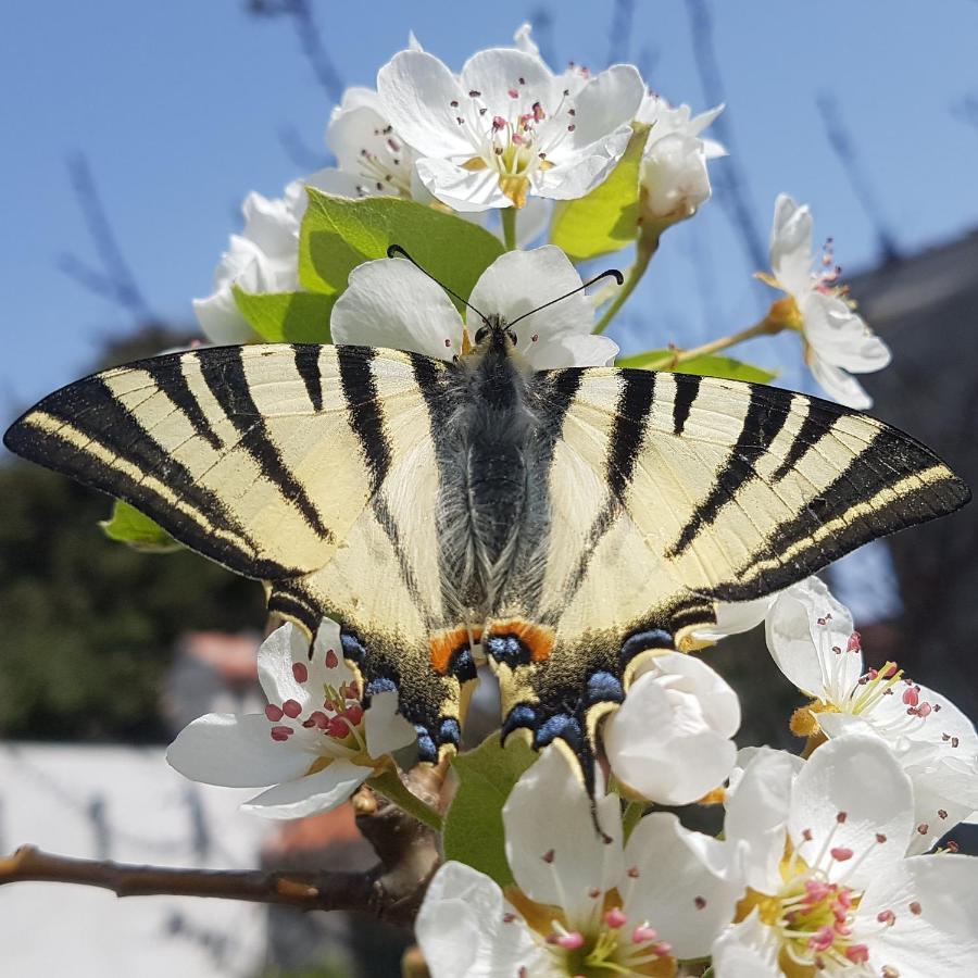 Posedarje Zadar Apartman Kültér fotó